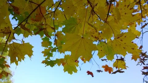 Maple tree branch with bright yellow, orange leaves against blue sky. Autumn Stock Photos