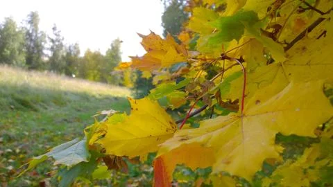 Maple tree branch with bright yellow, orange leaves against sky. Autumn leaf Stock Photos
