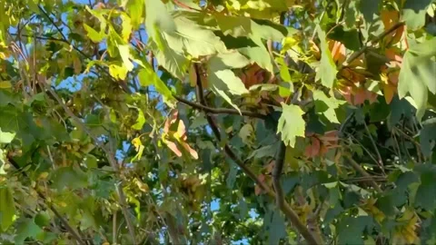 A maple tree branch with dense green and yellow leaves Видео 346410883