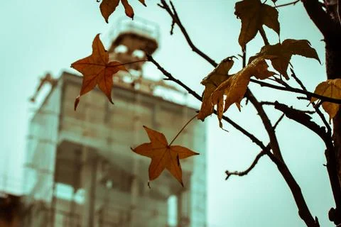 Maple tree branch with dry brown leaves. Autumnal urban cityscape Foto stock