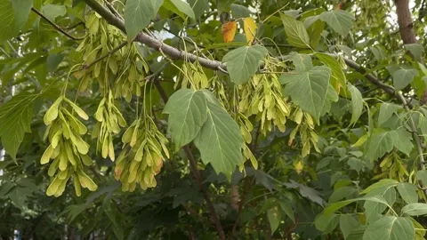 Maple tree branch with green leaves and samaras hanging in a natural outdoo.. Stock Footage 344421748