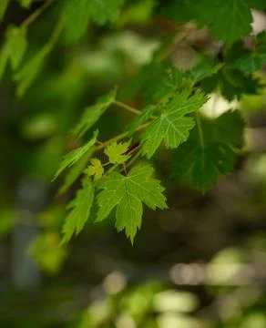 Maple Tree Branch Hangs Down Over Trail 库存照片