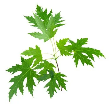 Maple tree branch isolated on white background with clipping path. Stock Photos