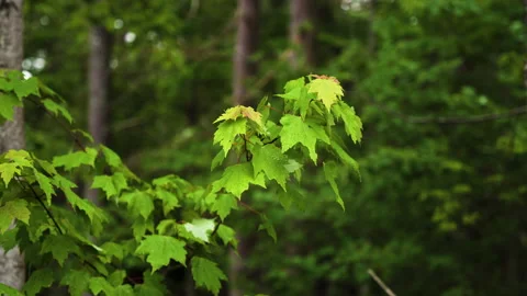 Maple tree branch with leaves after rain with drops and water droplets (4k 3 Stock Footage 156862281