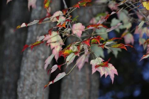 Maple tree branch in the middle of turning colors in early October Stock Photos