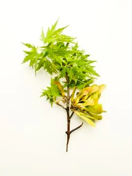 Maple tree branch Stock Photos