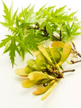 Maple tree branch Stock Photos