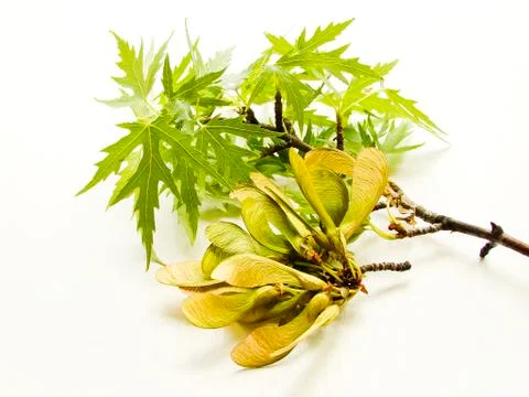 Maple tree branch Stock Photos