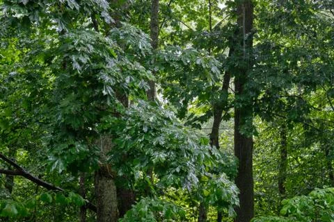 Maple tree branch rain after in springtime, Bialowieza Forest, Poland, Europe Foto stock