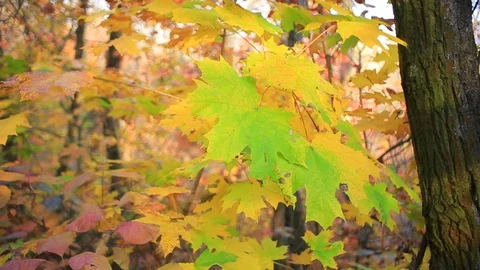 Maple tree branch with red leaves Stock Footage 118702885