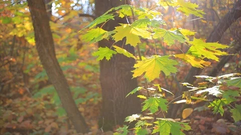 Maple tree branch with red leaves in a sunlight 스톡 동영상 118703003