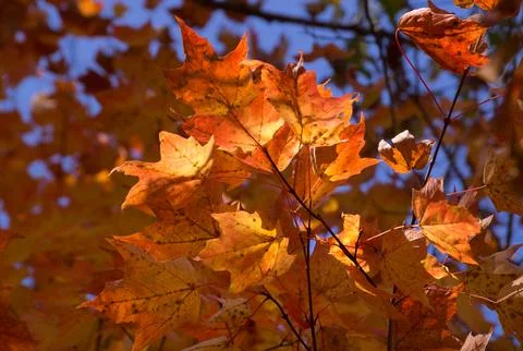 Maple tree branch with red orange yellow leaves lit with sun light in front of Stock Photos