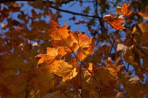 Maple tree branch with red orange yellow leaves lit with sun light in front of Stock Photos