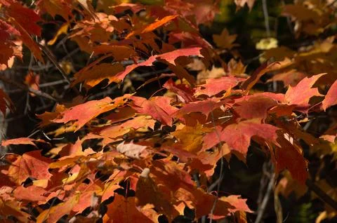 Maple tree branch with red orange yellow leaves lit with sun light i Stock Photos