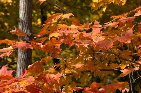 Maple tree branch with red orange yellow leaves lit with sun light i Stock Photos