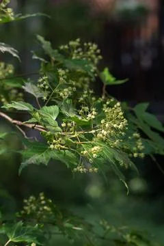 Maple tree branch with small yellow flowers blooming in an outdoor spring par Stock Photos