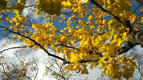 Maple tree branch with yellow leaves on a blue sky Stock-Footage 163342417