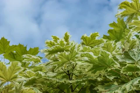 Maple tree branches against a blue sky. Stock Photos