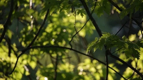 Maple tree branches and leaves blowing in the wind, pan right Stock Footage 102582081