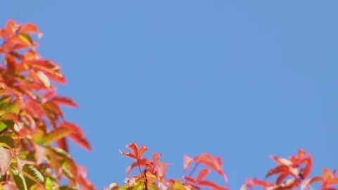 Maple tree branches are blowing against on clear blue sky background ,maple Stock Footage 116584891