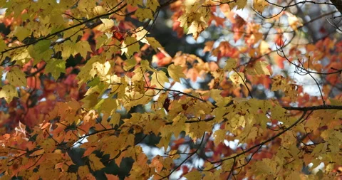 Maple tree branches in autumn Stock Footage 163443039