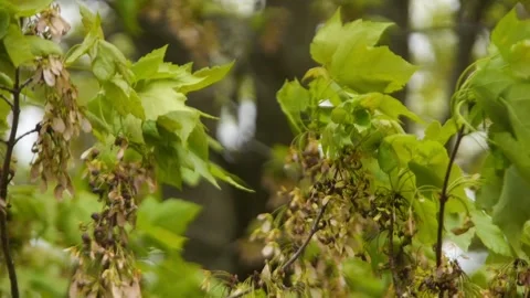 Maple Tree Branches Blowing in Spring Breeze Slow Motion Stock Footage 240599187