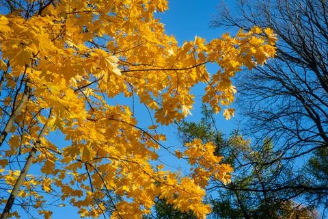 Maple tree branches with bright yellow foliage Foto stock