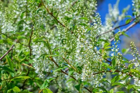 Maple tree branches with green foliage and flowers Stock Photos