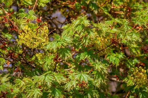 Maple tree branches with green foliage and flowers Stock Photos
