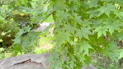 Maple tree branches with green leaves over garden rocks Stock Footage 339847326