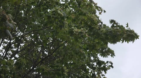 Maple tree Branches in heavy wind Stock Footage 55489571