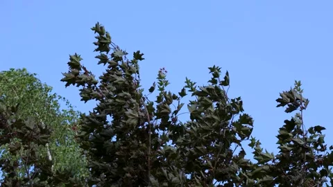 Maple tree branches moving in strong wind against clear blue sky Stock Footage 339206683