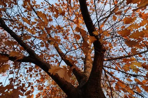 Maple tree branches with orange foliage in late afternoon sun shot from trunk up Stock Photos
