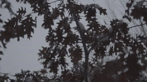Maple Tree Branches in Snow 120fps Stock Footage 33757139