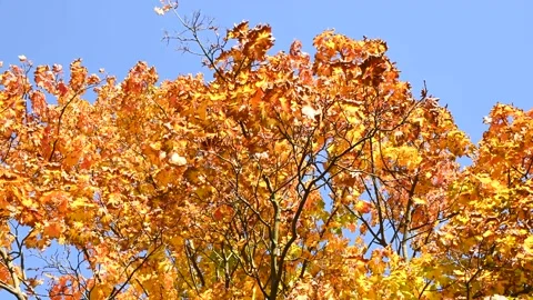 Maple tree branches swaying with orange leaves against blue sky Stock Footage 331241756