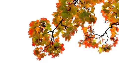 Maple tree branches with vibrant colorful autumn leaves grow isolated on whit Stock Photos