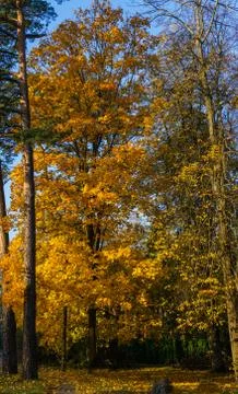 Maple tree branches with vivid colored leaves against blue sky background. Stock Photos