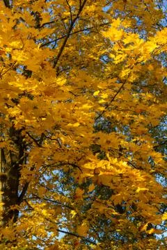 Maple tree branches with vivid colored leaves against blue sky background. Foto stock
