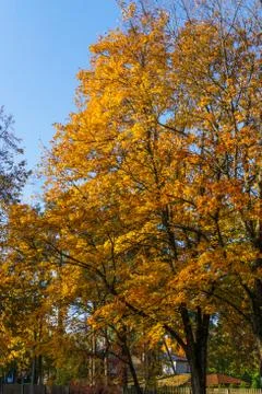 Maple tree branches with vivid colored leaves against blue sky background, Stock Photos