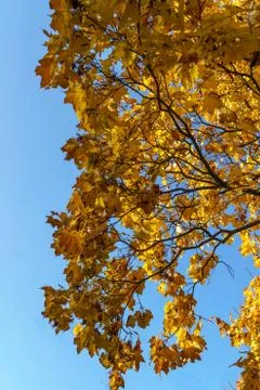 Maple tree branches with vivid colored leaves against blue sky background, Stock Photos