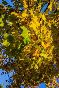 Maple tree branches with vivid colored leaves against blue sky background, Stock Photos