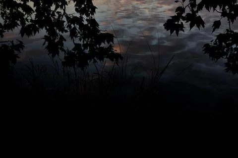 Maple tree branches on the water with reflections casted on the water at suns Stock Photos
