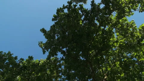 Maple tree branches waving in the breeze, slow motion Video stock 132222505