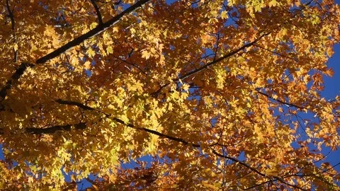 Maple tree branches in the wind Video stock 72357688