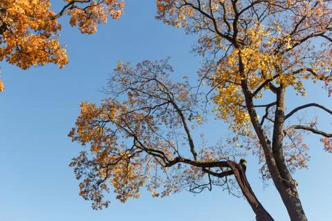 Maple tree branches with yellow and orange leaves against blue sky. Stock Photos