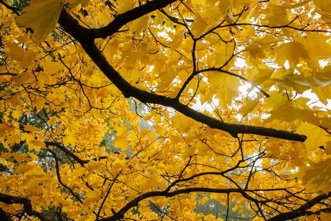 Maple tree branches with yellow golden leaves close up Stock-Fotos