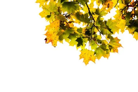 Maple tree branches with yellow green autumn leaves grow isolated on white Stock Photos