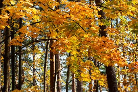 Maple tree with bright highlighted leaves in the forest. Stock Photos