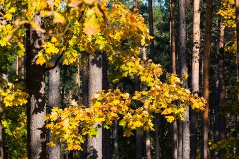 Maple tree with bright highlighted leaves in the forest. Stock Photos