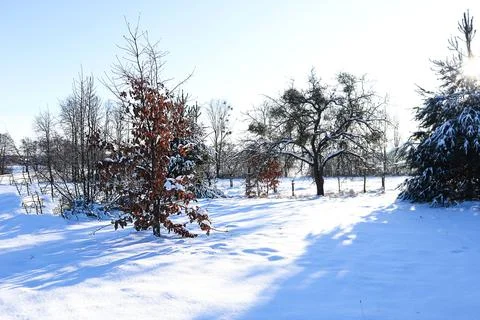 Maple tree with brown leaves on the edge of the forest on a winter sunny day Stock Photos